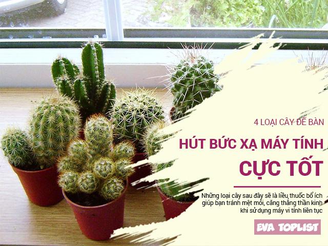 Top những cây cảnh để bàn giúp dân văn phòng tránh xa bức xạ máy tính