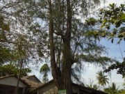 Tin tức - Chuyện lạ: Cả làng 'trúng số' dưới tán cây dương