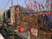 Tin tức - Đào sớm trên chợ hoa Quảng Bá