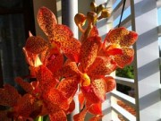 Nhà đẹp - Hàng trăm giò hoa núi rừng khoe sắc thắm giữa lòng TP.HCM