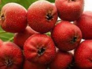 Sức khỏe - Táo mèo “tẩy” chất béo thừa