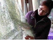 Nhà đẹp - Rèm cửa bằng cây hút khí độc trong nhà