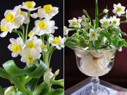 Nhà đẹp - Bí quyết ép hoa thủy tiên nở đúng đêm Giao thừa