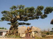 Nhà đẹp - Mục kích vườn cây cảnh bạc tỷ ở Nam Định