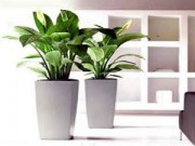 Nhà đẹp - Lựa đúng cây tài lộc cho tiền rủng rẻng tràn túi