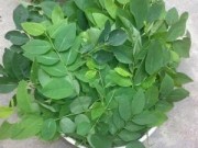 Sức khỏe - Làm đẹp và giảm cân từ rau ngót
