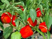 Nhà đẹp - Tập tành trồng rau sạch trong nhà với 9 loại cây dễ trồng