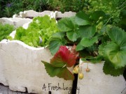 Nhà đẹp - Cách trồng rau sạch trong thùng xốp đơn giản