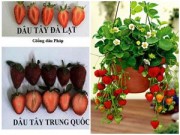 Nhà đẹp - Chọn đúng dâu tây Đà Lạt trồng giò treo trong vườn nhà