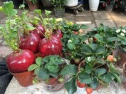 Mua sắm - Giá cả - Củ cải đỏ chơi Tết “sốt” từng ngày