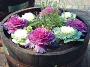 Nhà đẹp - Chị em đua nhau săn hoa hồng sa mạc giảm béo, đẹp nhà