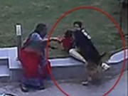 Clip Eva - Cậu bé giằng co với chó dữ để cứu em gái