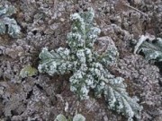 Tin tức - Hà Nội ngày nắng, vùng núi cao có sương muối