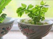 Nhà đẹp - Trồng cần tây trong bát ăn quanh năm ngày tháng