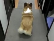 Clip Eva - Cún lắc mông theo nhạc cực biểu cảm