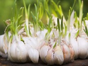Nhà đẹp - Bí quyết trồng và giữ tỏi tươi lâu hàng tháng trời