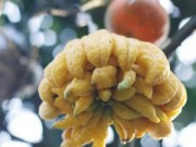 Nhà đẹp - Cây “ngũ-thất-cửu quả” triệu đồng cháy hàng trước Tết