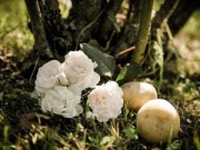 Nhà đẹp - 1 tuần trồng hồng lớn nhanh, hoa nhiều nhờ khoai tây