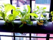 Nhà đẹp - Hà Nội: Mẹ quyết tâm trồng rau sạch nuôi con ăn dặm