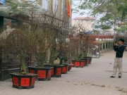 Tin tức - Khám phá chợ đào tiền tỉ trên đường Lạc Long Quân