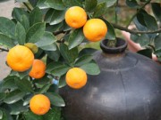 Nhà đẹp - Quất bonsai tiền triệu cho dân sành điệu mê cây