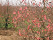 Tin tức - Đào nở sớm, người Nhật Tân lo mất Tết