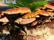 Nhà đẹp - Tết này 'sốt xình xịch' nấm linh chi đỏ bonsai