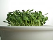 Nhà đẹp - Hai tuần trồng rau mầm hướng dương beo béo, giòn giòn