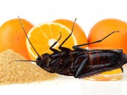 Nhà đẹp - 8 cách tự nhiên đuổi gián ra khỏi nhà