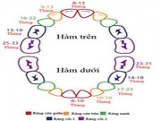 Làm mẹ - Minh họa trình tự và thời gian mọc răng của bé