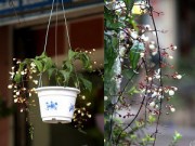 Nhà đẹp - Rộ mốt sắm dạ ngọc minh châu rước tài lộc vào nhà