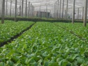 Mua sắm - Giá cả - Rau an toàn lấy lại niềm tin của người tiêu dùng