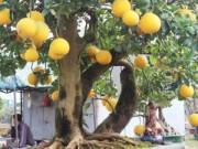 Nhà đẹp - Bưởi cảnh 70 năm trả trăm triệu chẳng bán