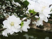 Nhà đẹp - Hoa đào trắng tinh khiết sẽ xuất hiện tại chợ hoa Thủ đô