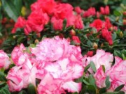 Nhà đẹp - Đỗ quyên: hoa tài vận, giá bình dân hút khách