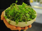 Nhà đẹp - Rau mầm trồng cốc sướng mắt bổ miệng