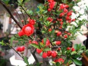 Nhà đẹp - Mai đỏ bày bàn, khoảng trăm ngàn một cây