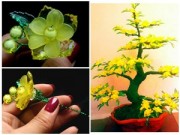 Nhà đẹp - Mai pha lê cát tường cho xuân này may mắn