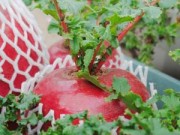 Nhà đẹp - Phát sốt với củ cải đỏ rước “của cải” vào nhà