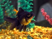 Nhà đẹp - Nuôi hắc ngư gánh hạn cho cả nhà