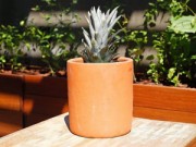 Nhà đẹp - Dứa cảnh trồng bát thơm mát cả nhà