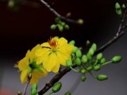 Tin tức - Mai vàng khoe sắc giữa Thủ đô