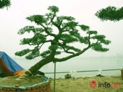 Nhà đẹp - Ngắm vườn tùng bạc tỷ lớn nhất Hà Nội