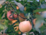Mua sắm - Giá cả - Táo cảnh độc lạ hút khách dịp Tết
