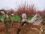 Tin tức - Chưa Tết, đào Nhật Tân chất đống thành củi