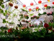 Nhà đẹp - Vườn hoa xuân tuyệt đẹp trên ban công 15m vuông