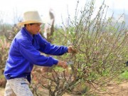 Tin tức - Sau Tết, đào Nhật Tân hối hả... 'hồi hương'