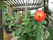 Nhà đẹp - 10 bước đơn giản giâm cành hồng lớn nhanh