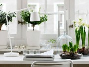 Nhà đẹp - Cây cảnh tài lộc cho sự nghiệp thăng hoa