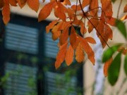 Tin tức - Hà Nội đẹp lãng mạn mùa lộc vừng thay lá